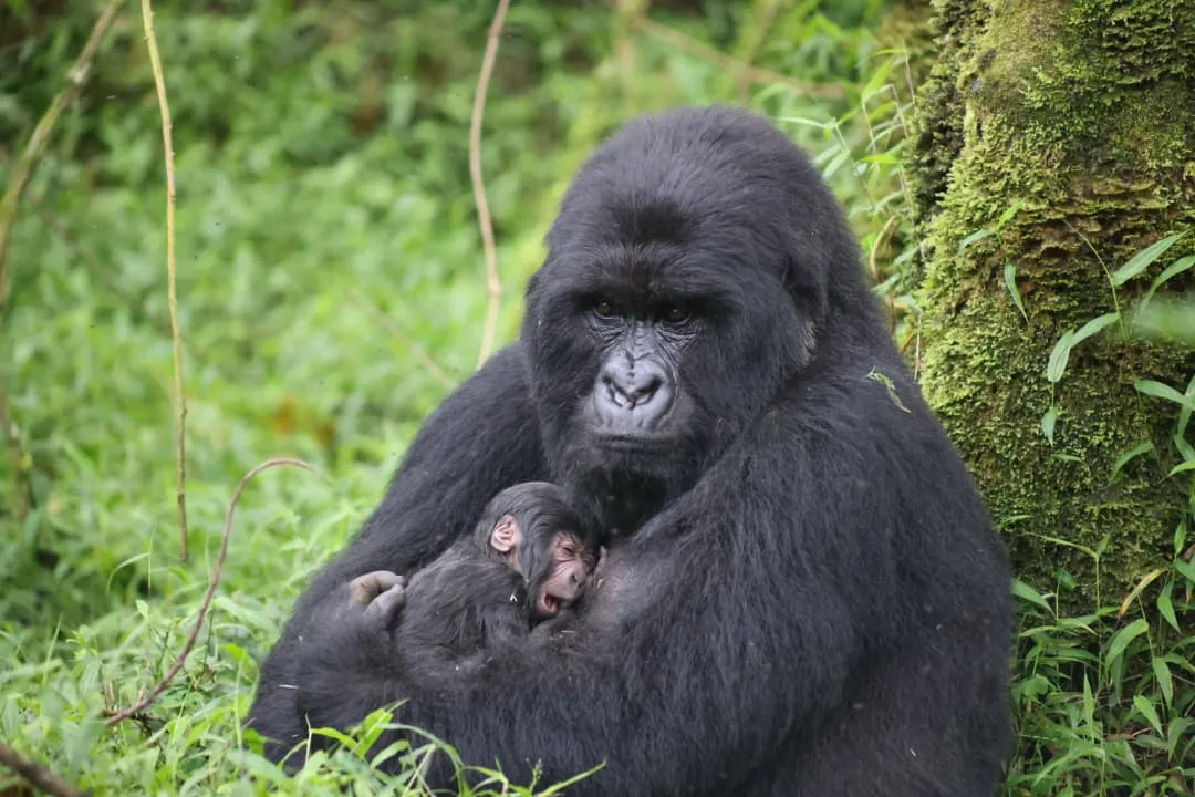 Gorilla Sanctuary